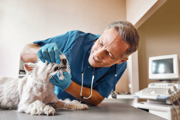 Best 24-Hour Emergency Dental Care in Forest City, FL